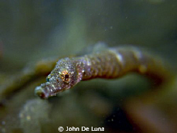 Bend Stick Pipefish - taken at Secret Bay in Anilao, Bata... by John De Luna 